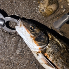 マルタウグイの釣果