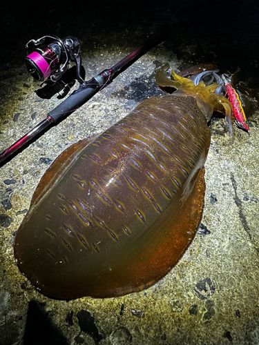 アオリイカの釣果