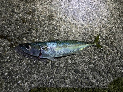 サバの釣果