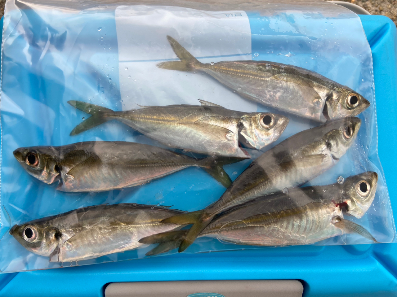 SHIMANO 23ソアレ BB アジング S64UL-Sの最安値・インプレ・釣果