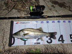 セイゴ（マルスズキ）の釣果