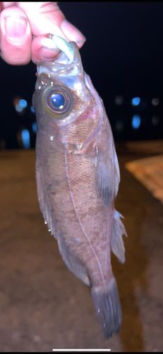 メバルの釣果
