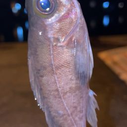 メバル