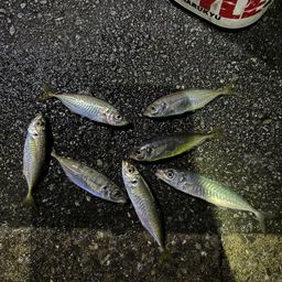 アジ