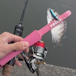 クロダイ