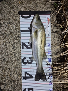 セイゴ（マルスズキ）の釣果