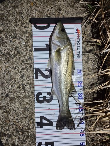 セイゴ（マルスズキ）の釣果
