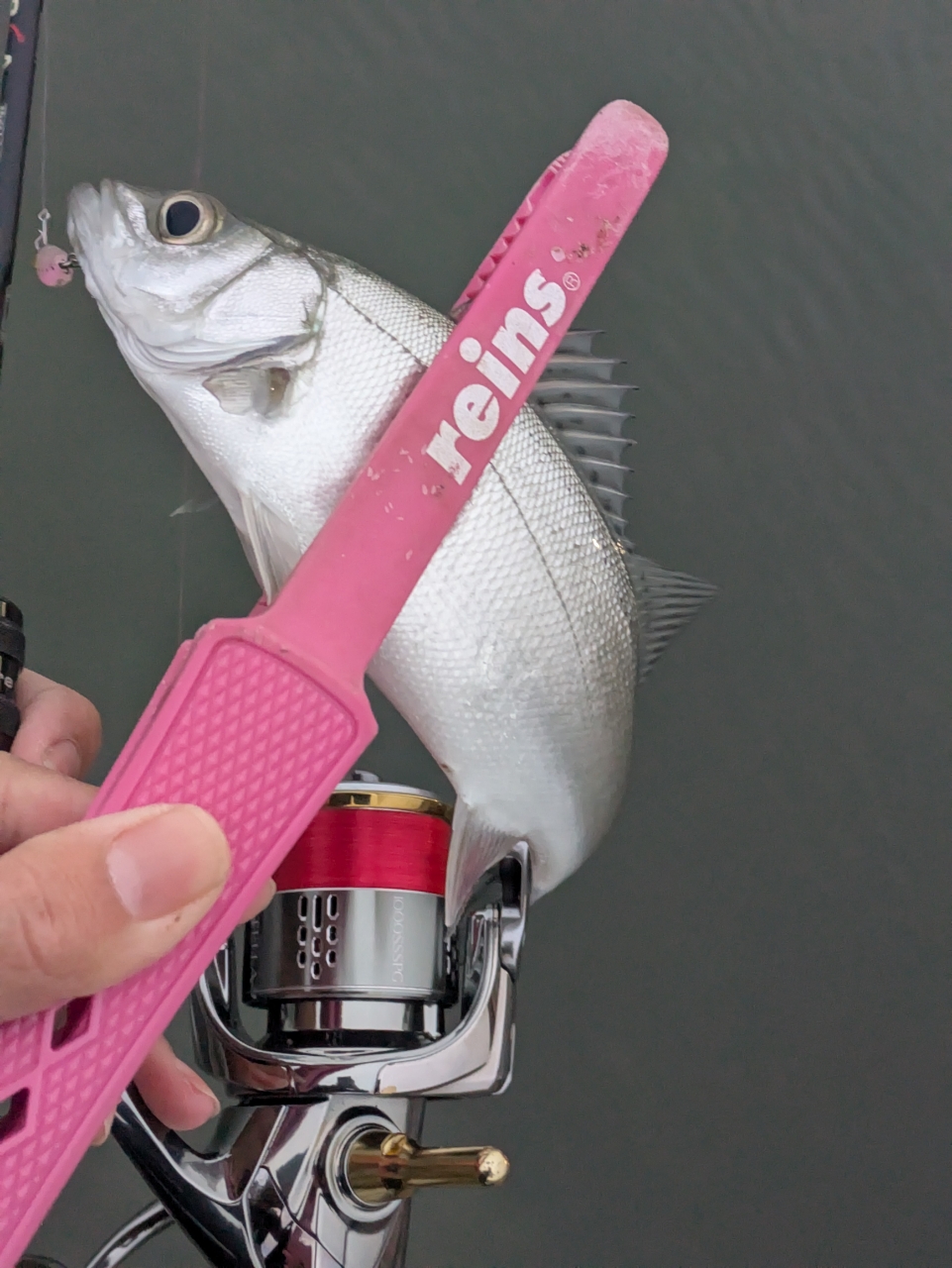 SHIMANO 18ステラ 1000SSSPGの最安値・インプレ・釣果 | 本音の