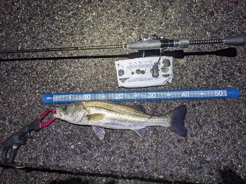 シーバスの釣果