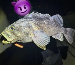 クロソイの釣果