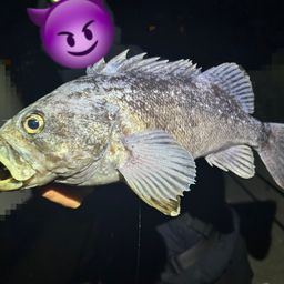 クロソイ
