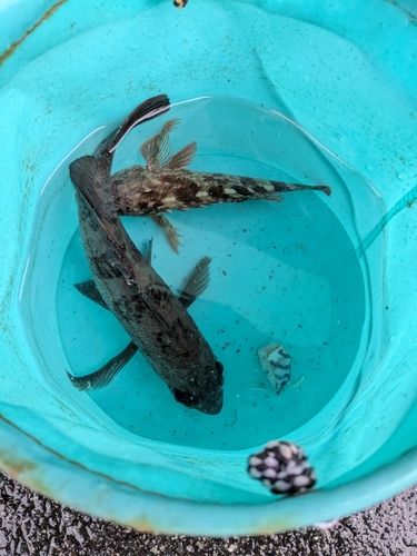 シロメバルの釣果