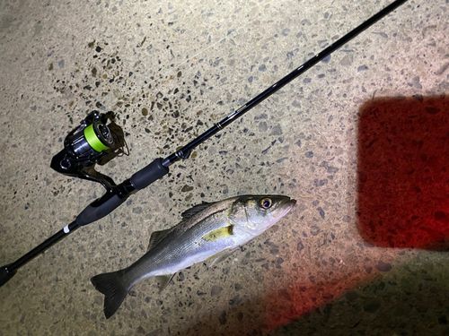 セイゴ(マルスズキ)の釣果