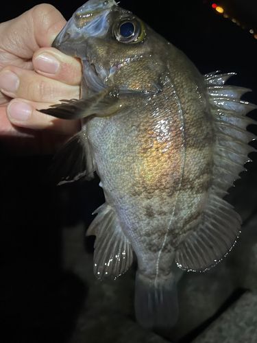 メバルの釣果