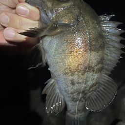 メバル
