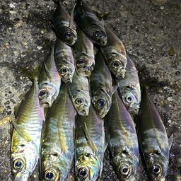アジ