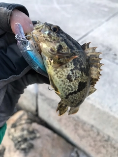 タケノコメバルの釣果