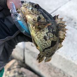 タケノコメバル