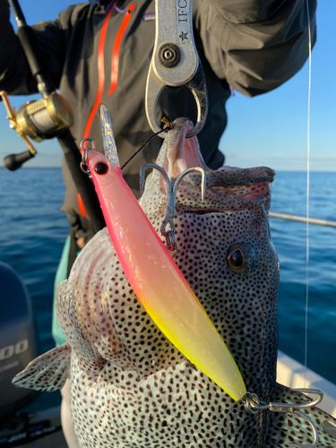 ツチホゼリの釣果