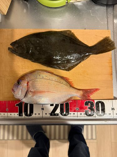 ハナダイの釣果