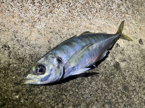 マアジの釣果