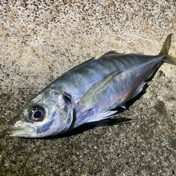 マアジ