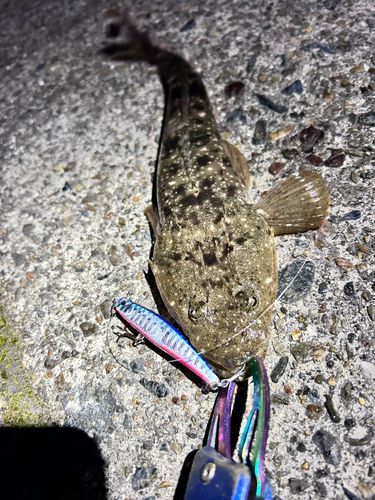 マゴチの釣果