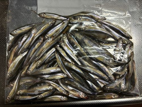 ワカサギの釣果
