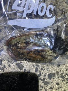 コウイカの釣果