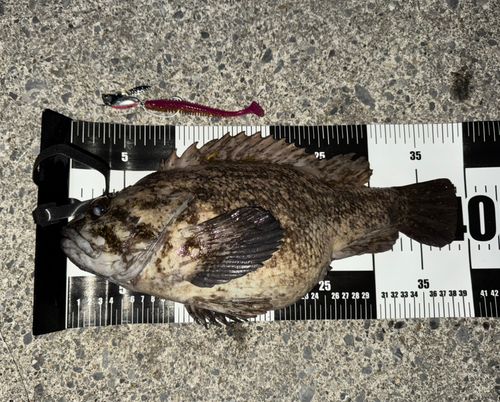 オウゴンムラソイの釣果