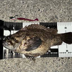 オウゴンムラソイ