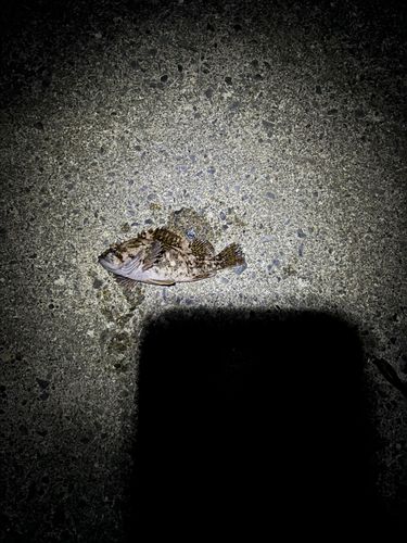 オウゴンムラソイの釣果