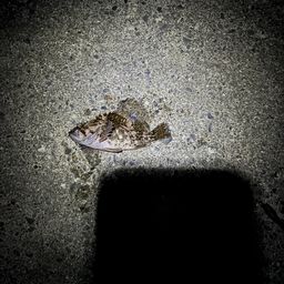 オウゴンムラソイ