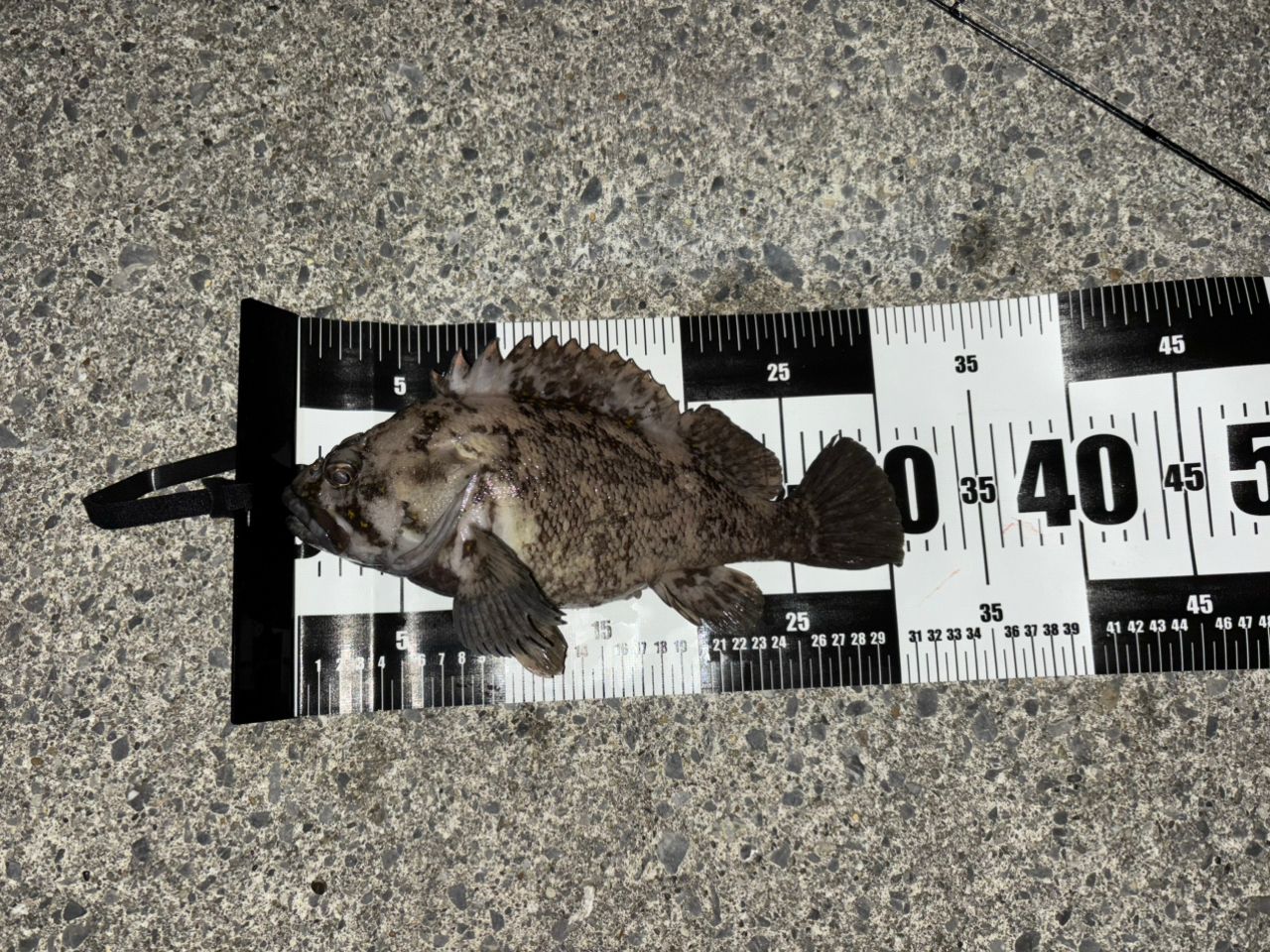 オウゴンムラソイ