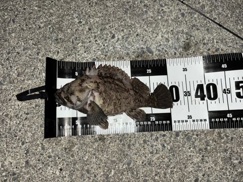 オウゴンムラソイの釣果