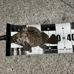 オウゴンムラソイ