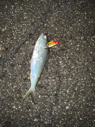 コノシロの釣果