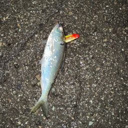 コノシロ