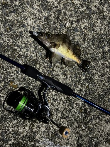 アオメバルの釣果
