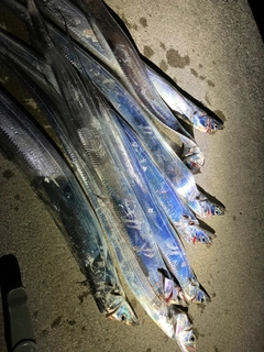 タチウオの釣果