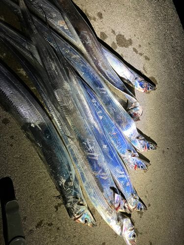 タチウオの釣果