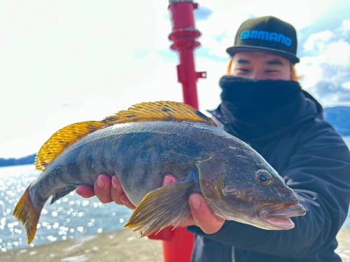 アイナメの釣果
