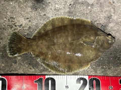 クロガシラガレイの釣果