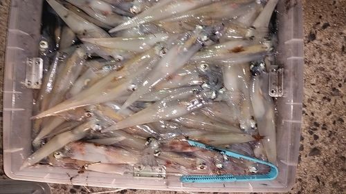 ヤリイカの釣果