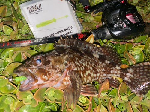 カサゴの釣果