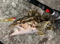 タケノコメバルの釣果