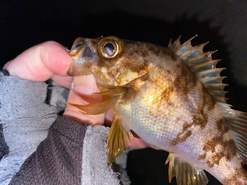 メバルの釣果