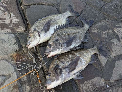 クロダイの釣果