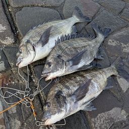 クロダイ