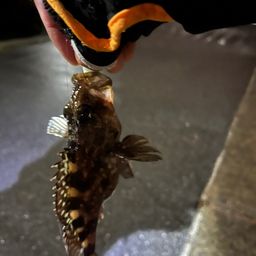 カサゴ